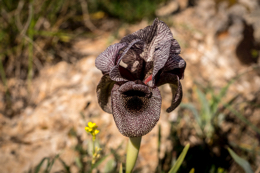 Al-Arz;Iris;Iris-Cedreti;Kaleidos;Kaleidos-images;Lebanon;Middle-East;Near-East;Proche-Orient;Tarek-Charara;Flowers;Endemic;Endangered-species;Endemic-species;Critically-endangered;Critically-endangered-species
